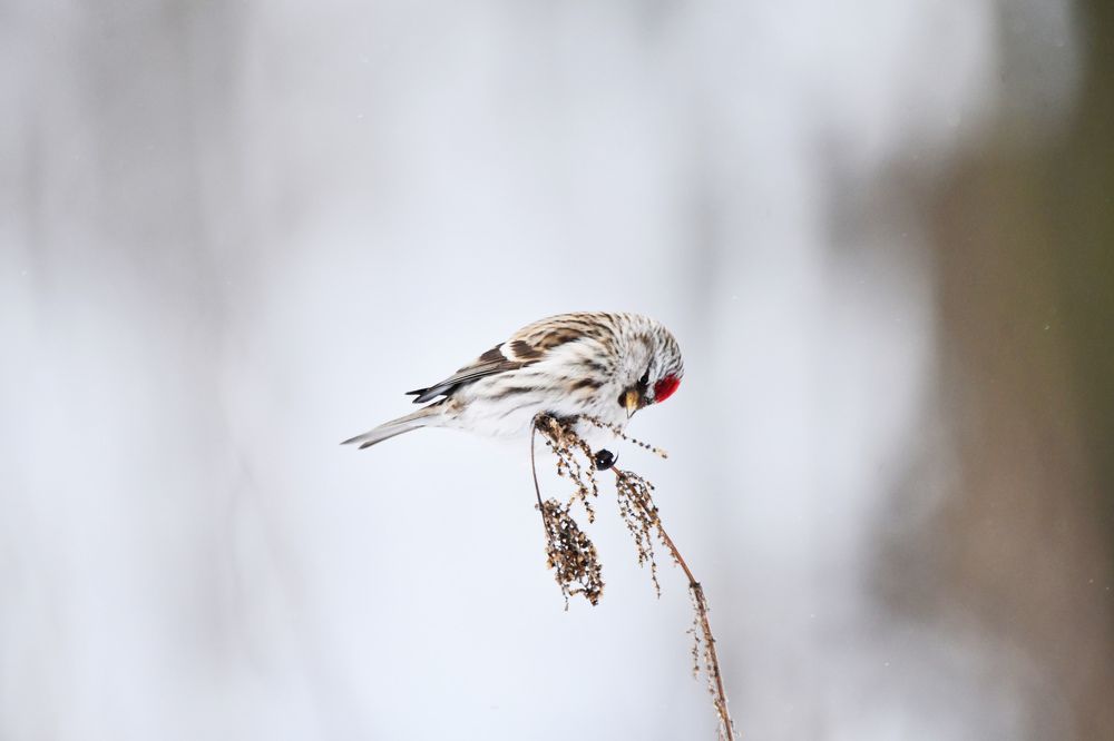 Зимние гости с севера- чечётки