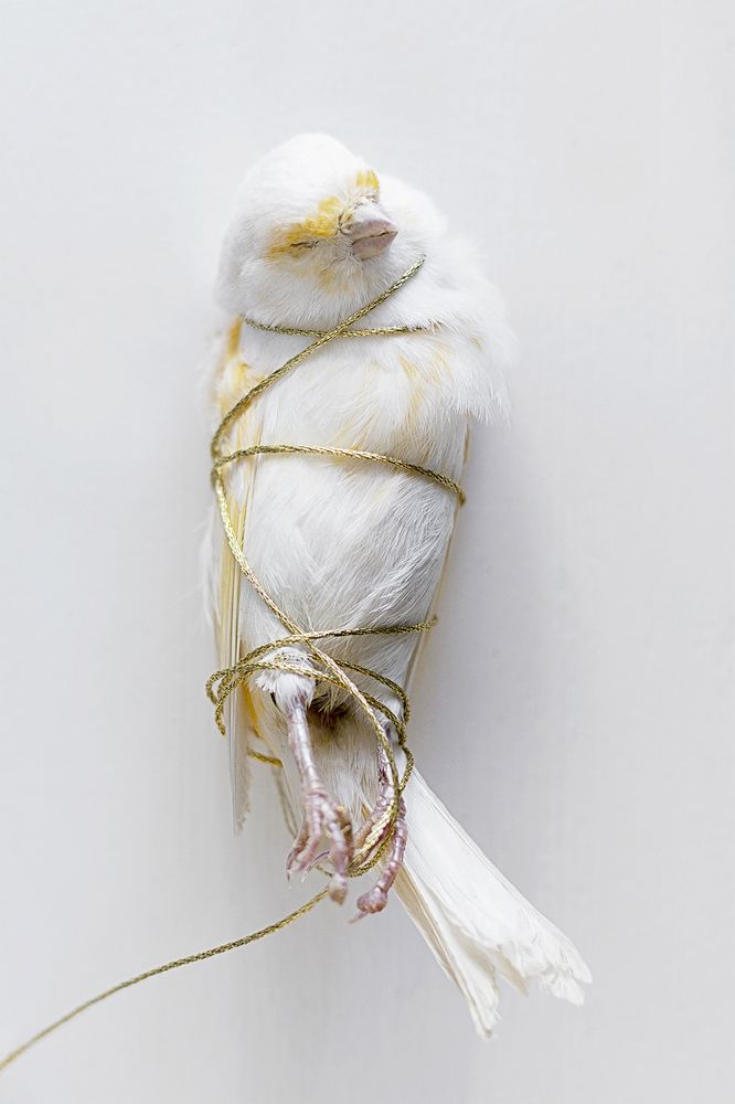 Photograph by greet van dam