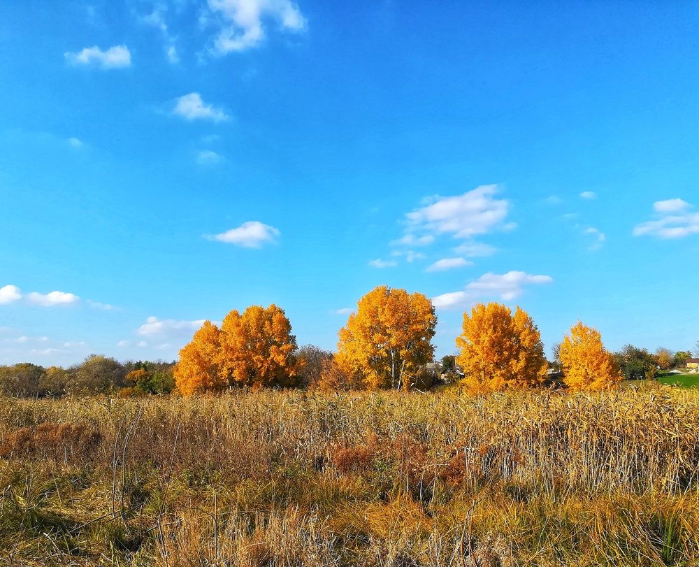 Фотография автора Olena Dyliurman