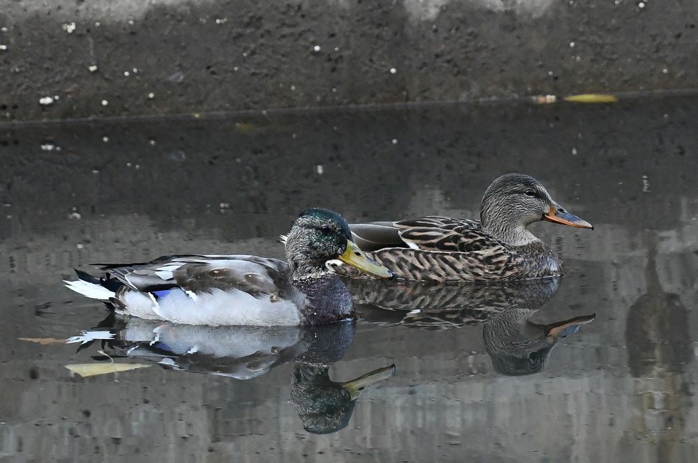 Photograph by Александр Катунцев