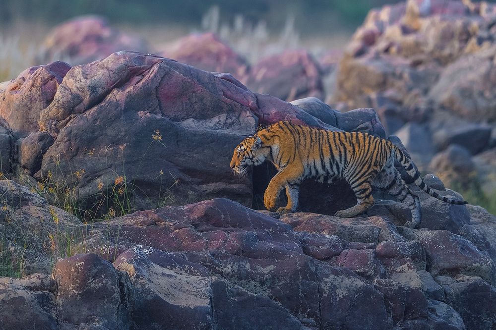 Tiger Tiger burning bright