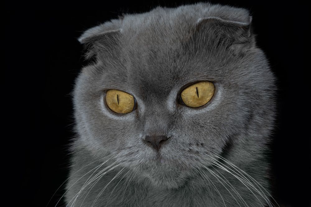 Photograph by ヴィクトル デミヤネンコ