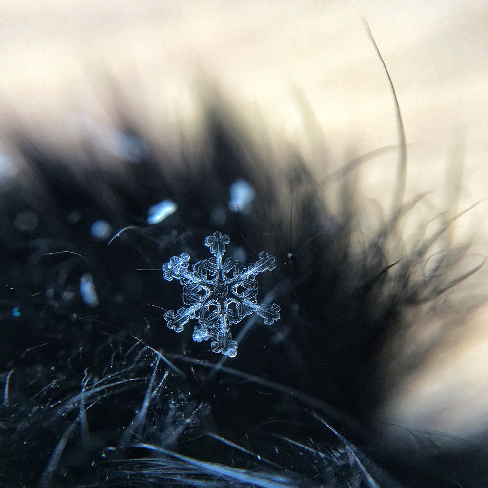 Хрупкая красота