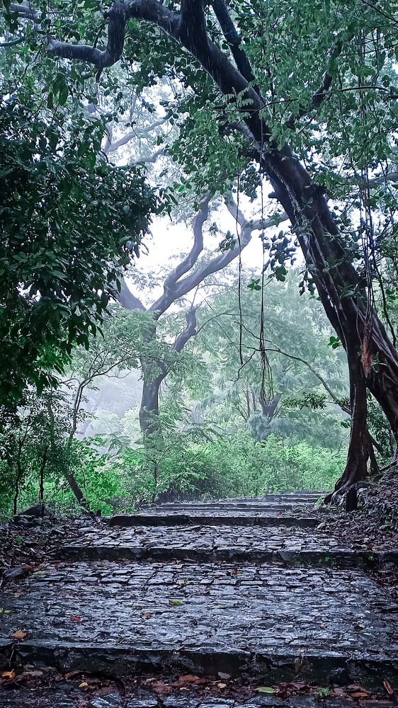 lost in woods