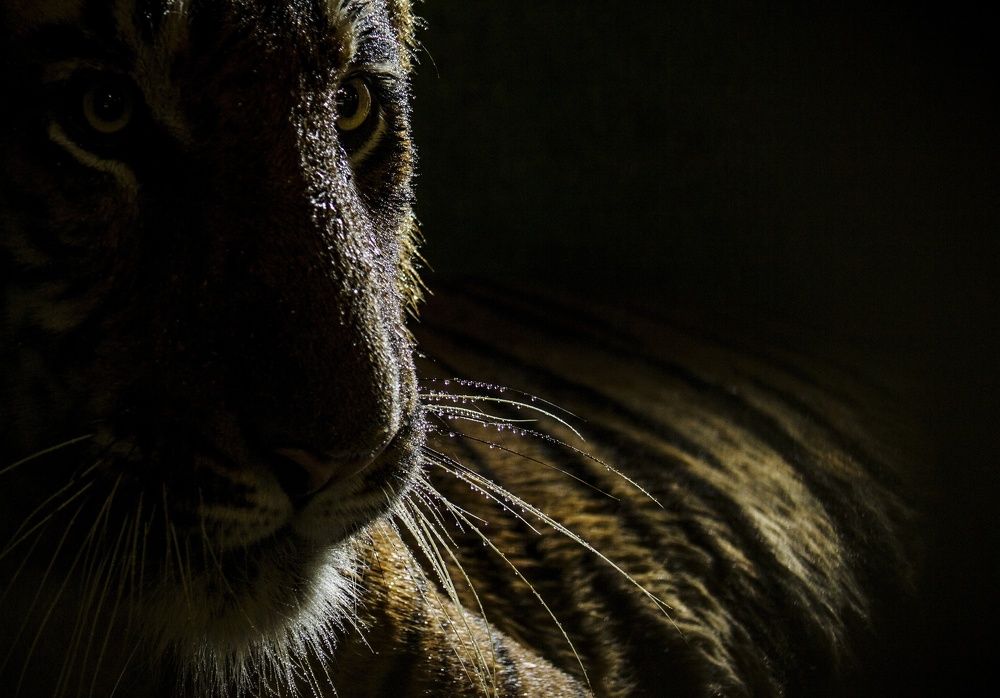 Photograph by Abhishek Nandkishor Neelam Satam