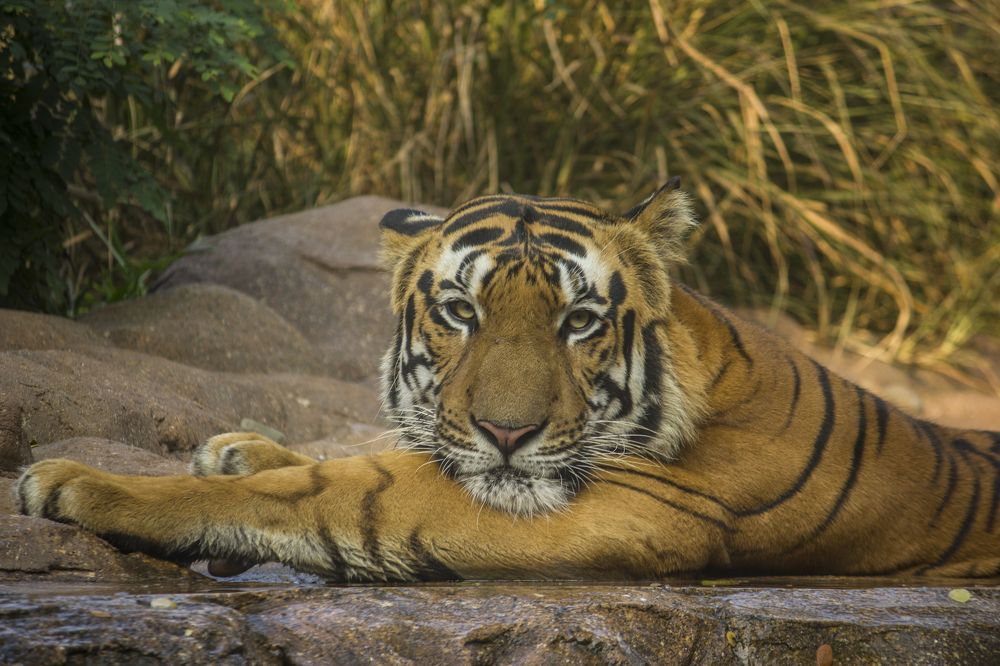 Photograph by Abhishek Nandkishor Neelam Satam