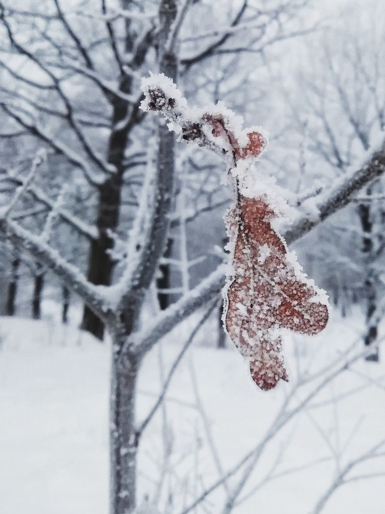 Photograph by Екатерина Чижевская