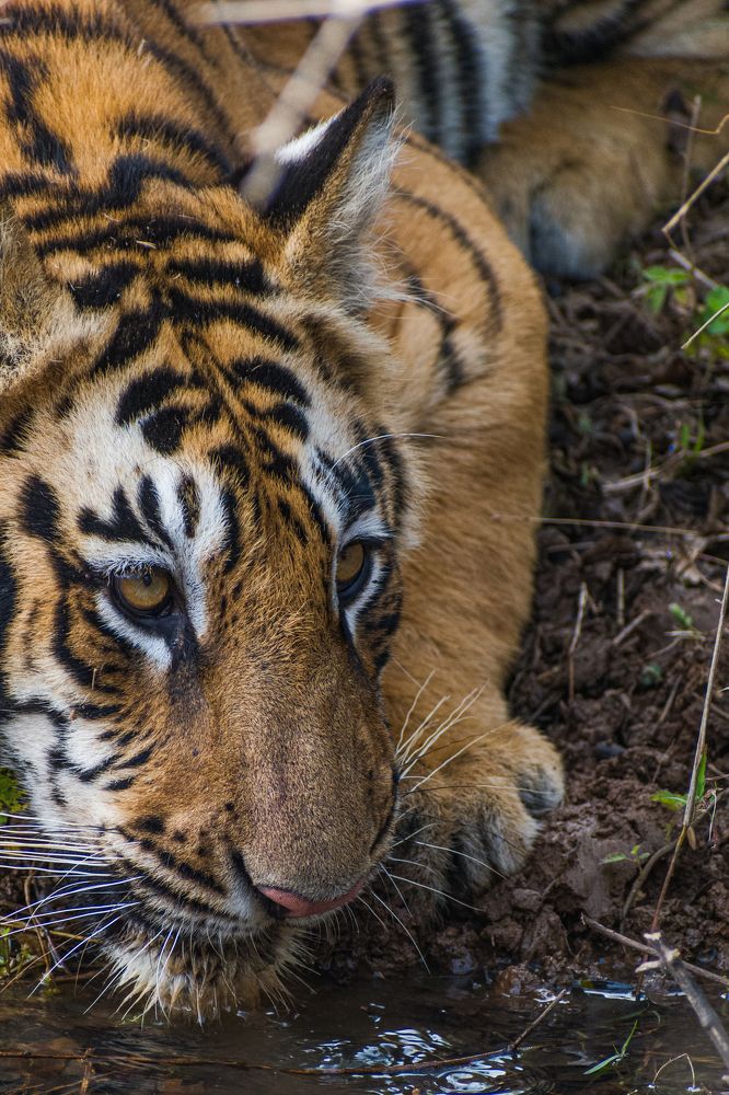 Фотография автора Kuramana Ashok Kumar