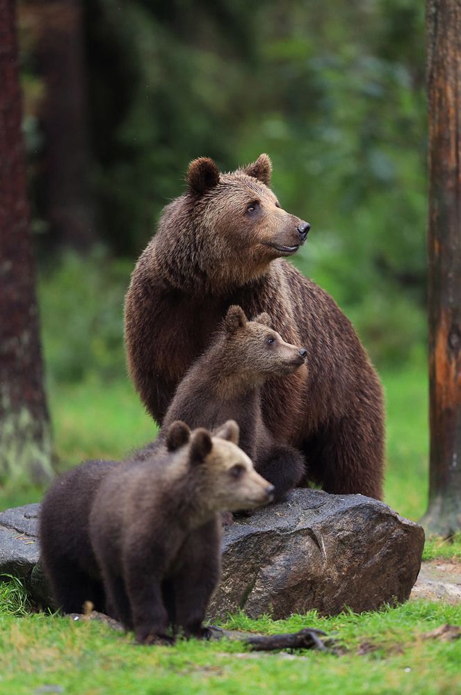 Photograph by Mulkahainen Valtteri
