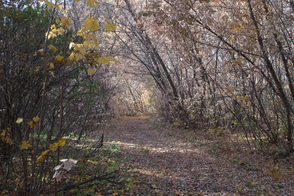 Аллейка в лесу.