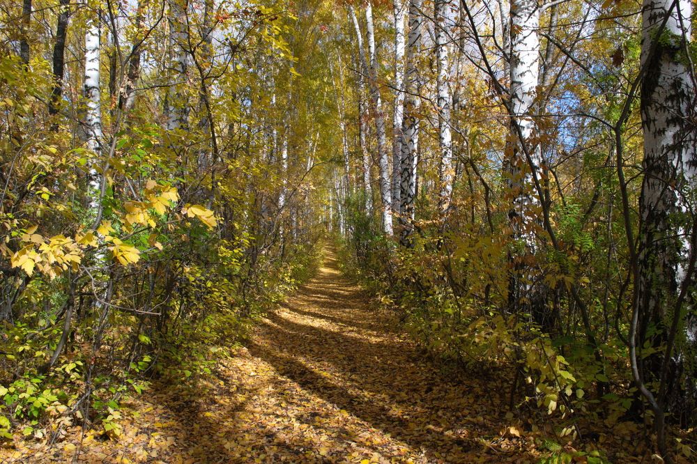 Осенняя аллея.