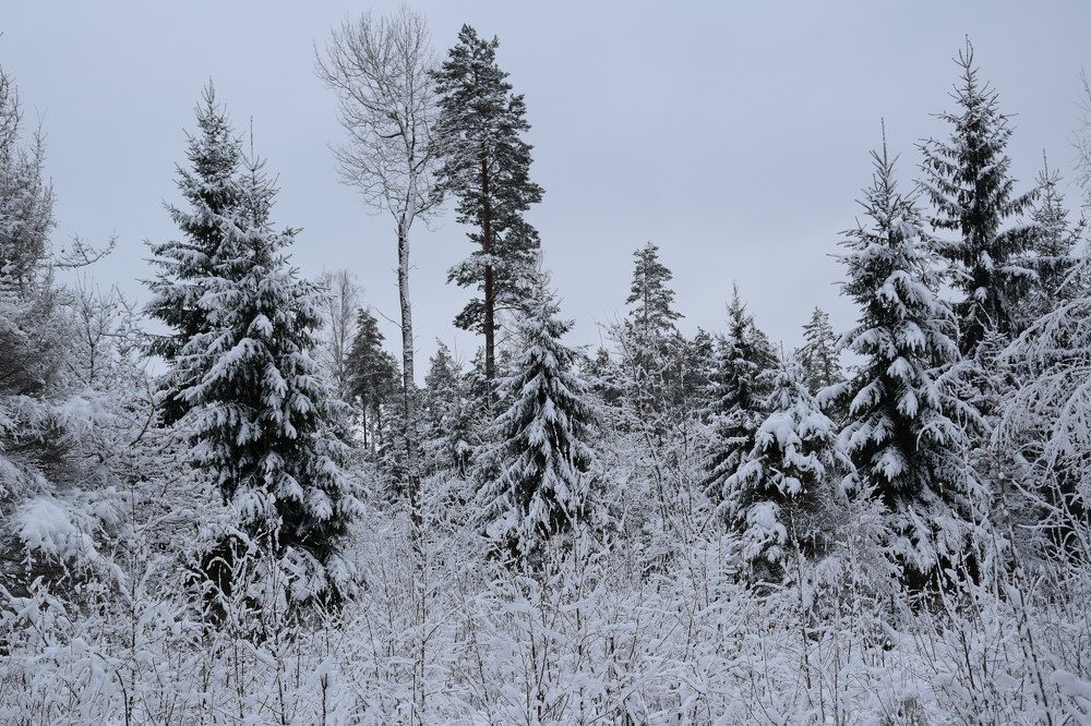 Photograph by Jolanta Zutiene