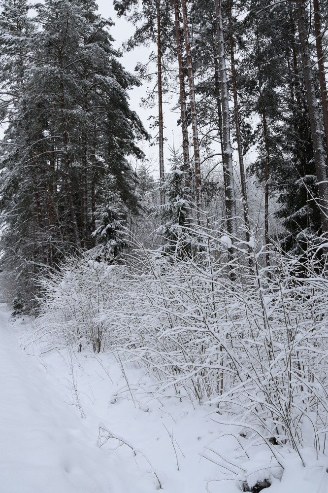 Photograph by Jolanta Zutiene