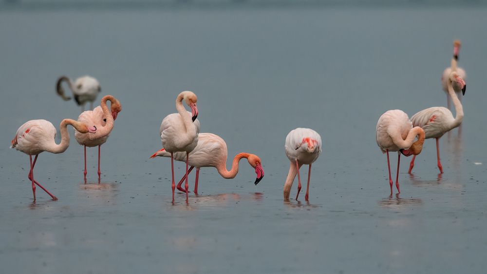Photograph by Natureolic