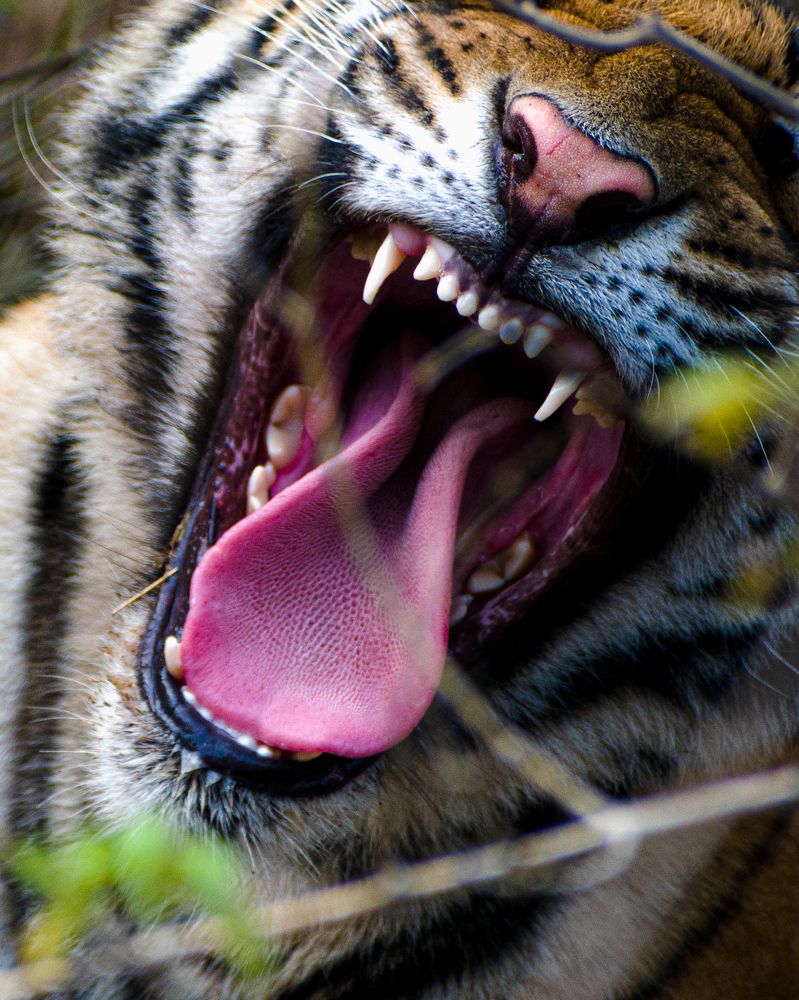 Фотография автора Kuramana Ashok Kumar