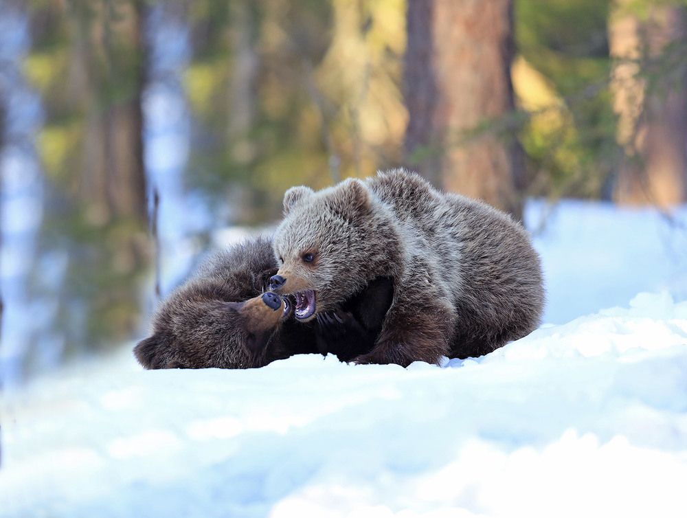 Весенние радости.