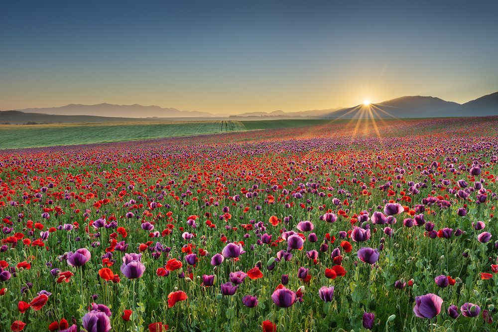 Mystery of Landscape VI