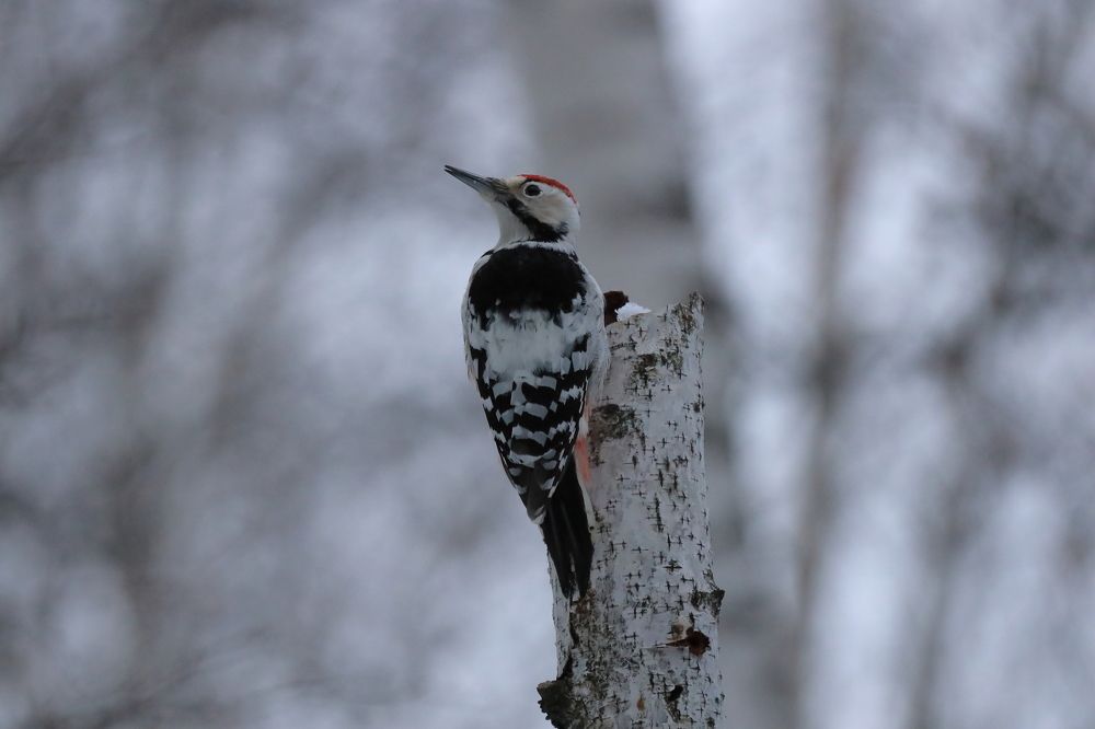 Photograph by Maksim Malkin