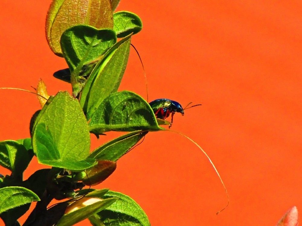 Photograph by Rui Amaro Gil Marques
