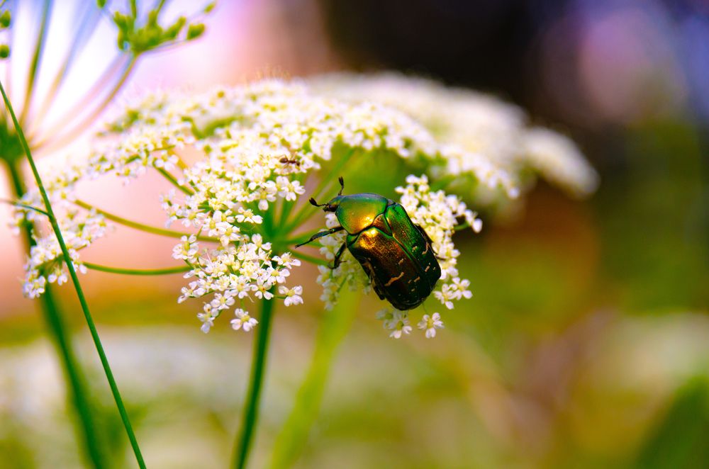 Фотография автора Hovhannes Nersisyan