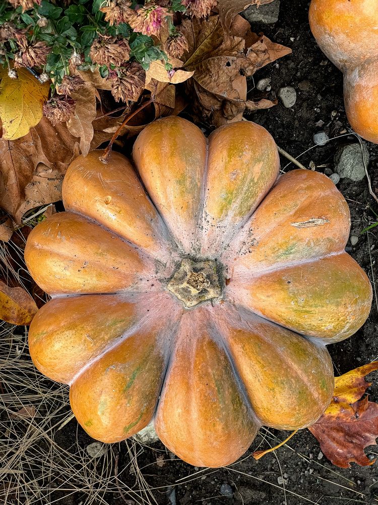 Photograph by Елена Горбунова