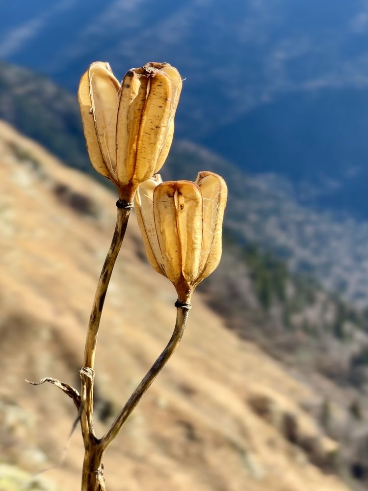 Цветы осени