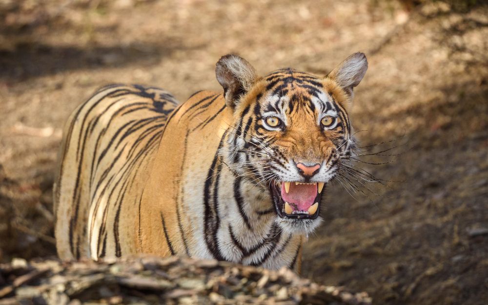 Photograph by Soumya Majumder