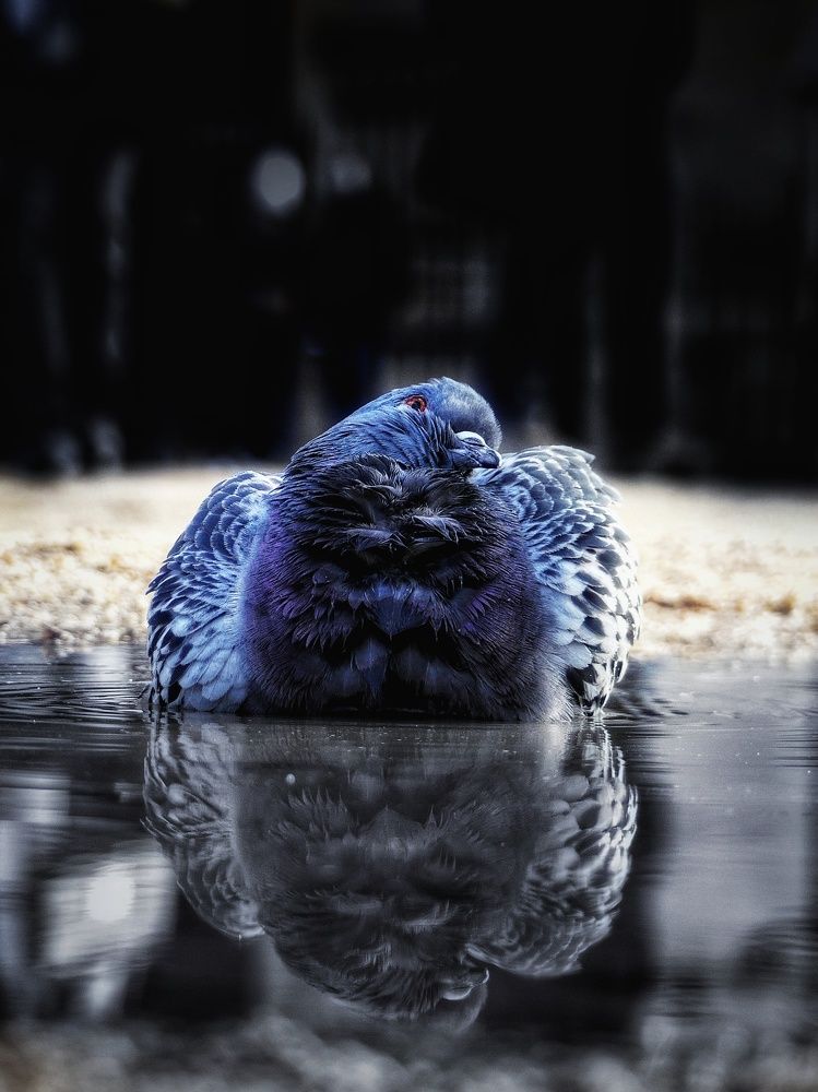 Photograph by DAN CIUPUREANU