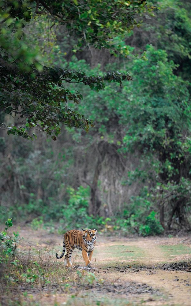 Photograph by Soumya Majumder