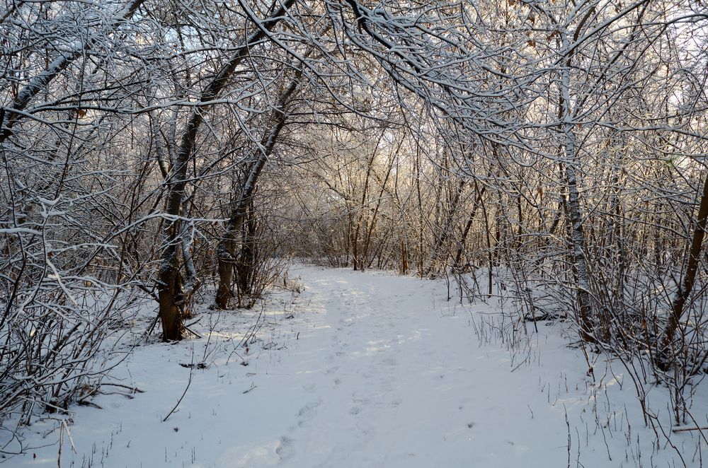 Зимняя тропка.