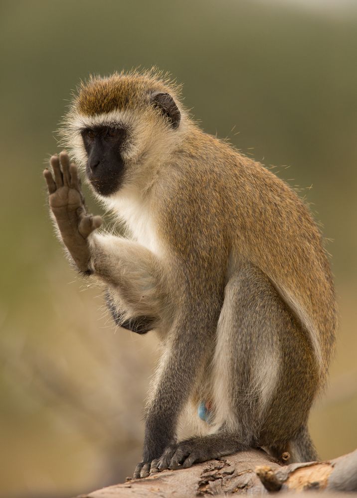 Photograph by Johan Willems