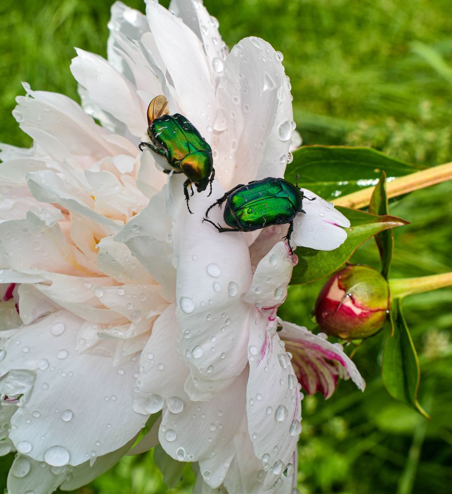 Photograph by Альбина Гараева