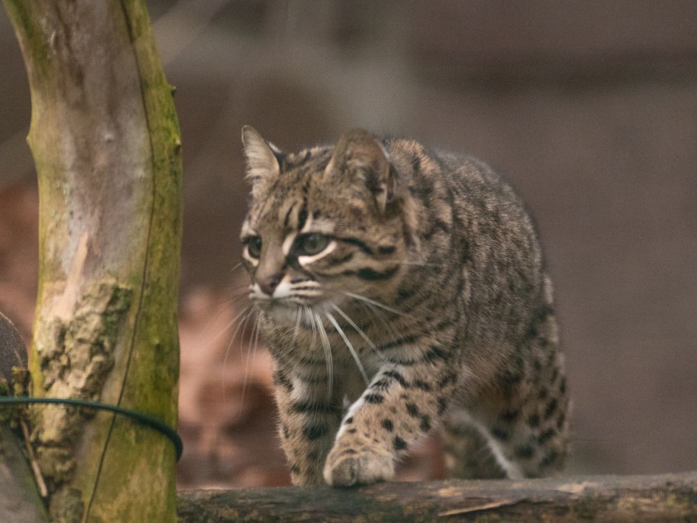 маленький пятнистый дикий кот (kleine gefleckte Wildkatze)