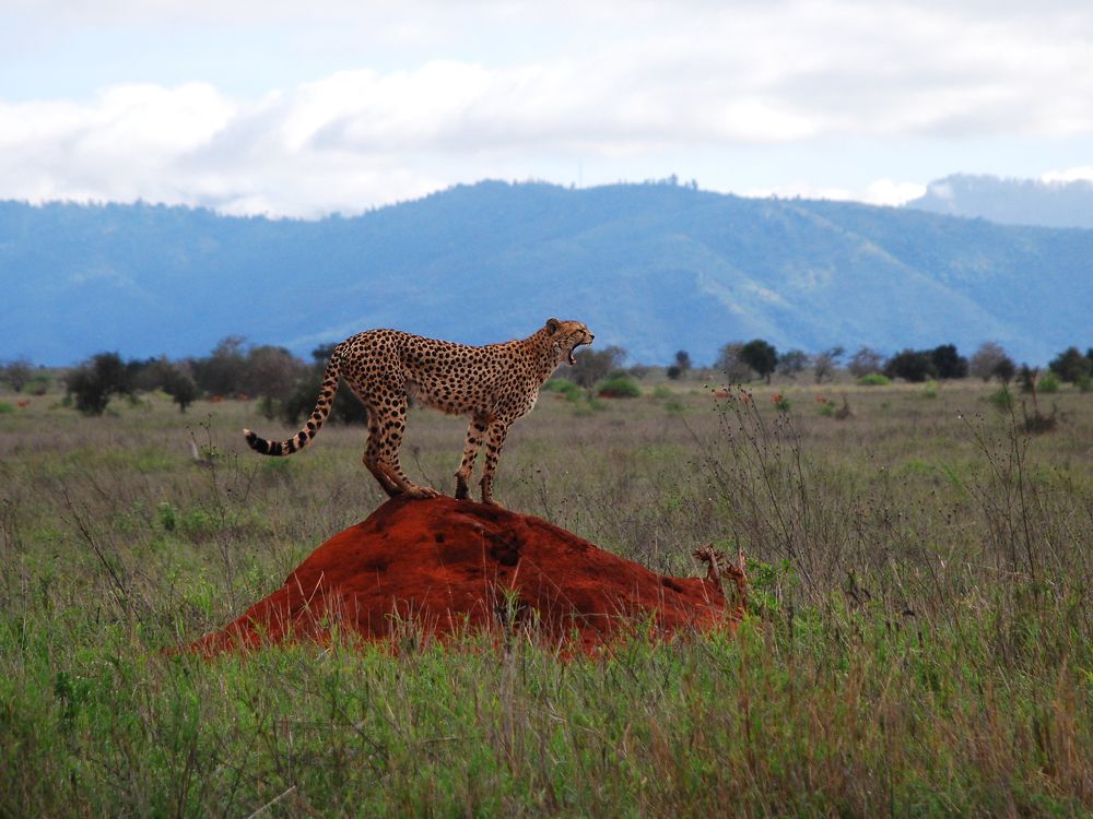 Фотография автора Мария Рохмистрова
