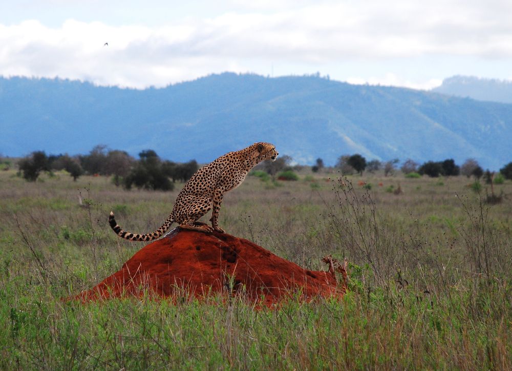 Фотография автора Мария Рохмистрова