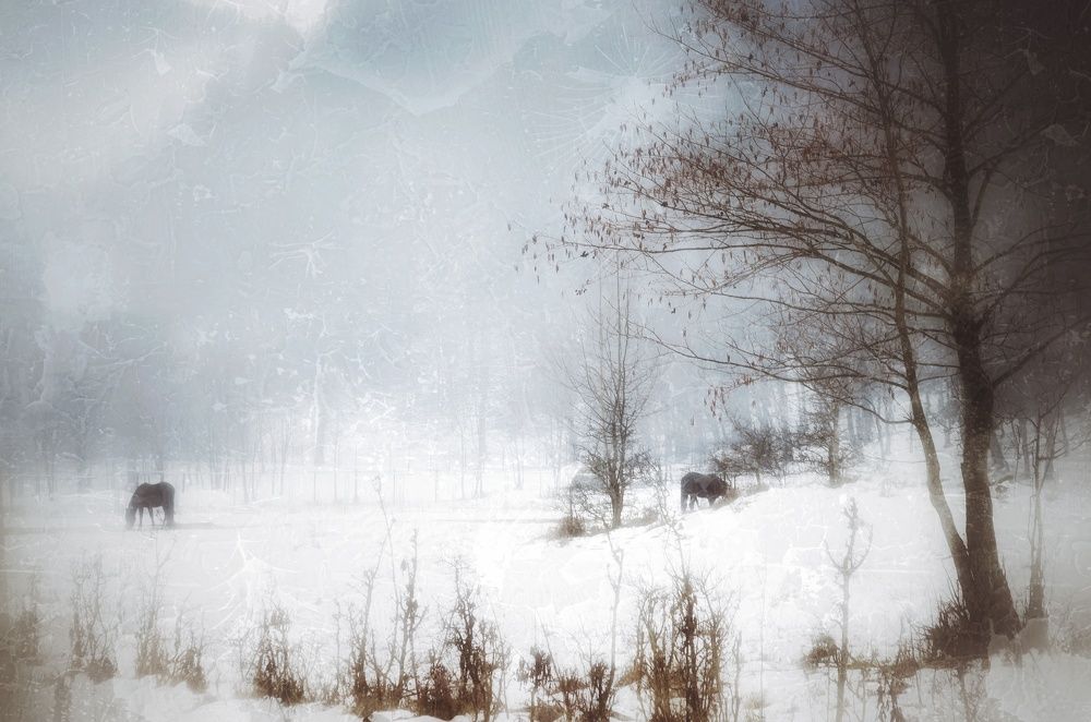 Photograph by Юлия Шмидт