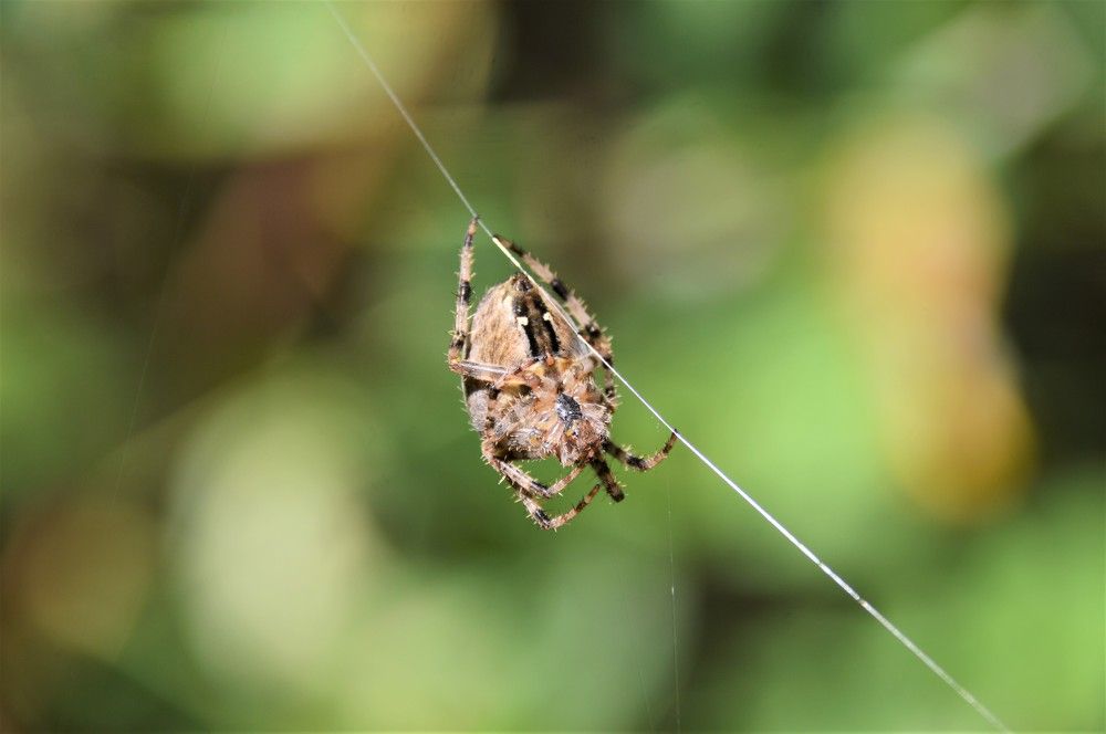 spider in nature