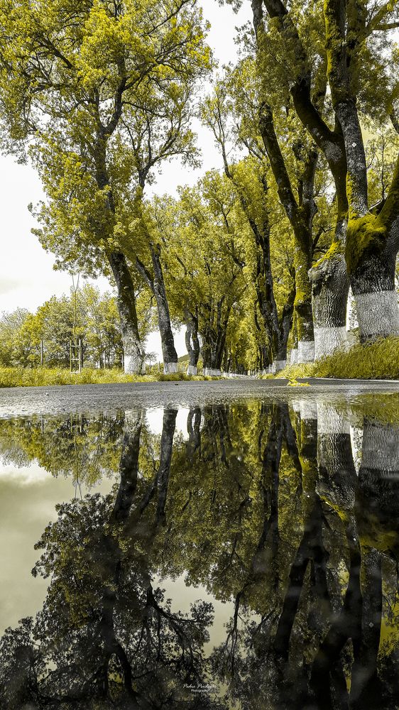 Photograph by Pedro Manuel Perdigão