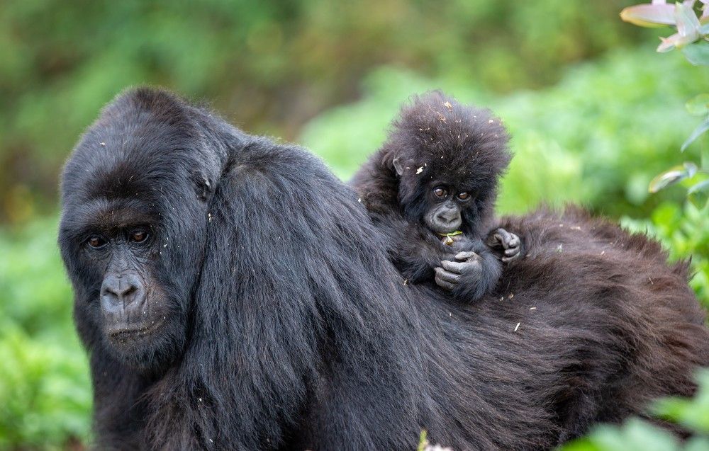 Photograph by Johan Willems