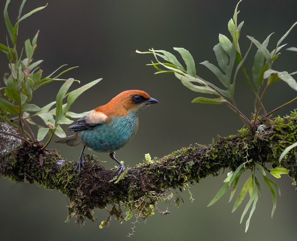 Green-headed Tanager