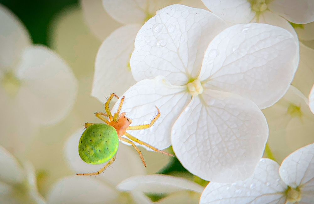 Фотография автора Ольга Лебедева