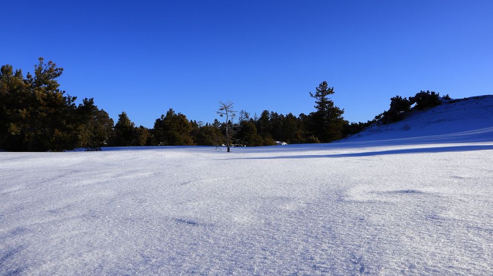 Белое безмолвие