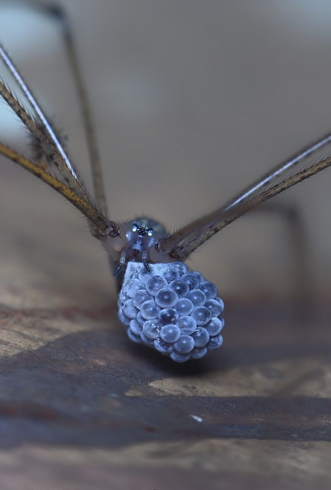 Photograph by Roshan Dhotre