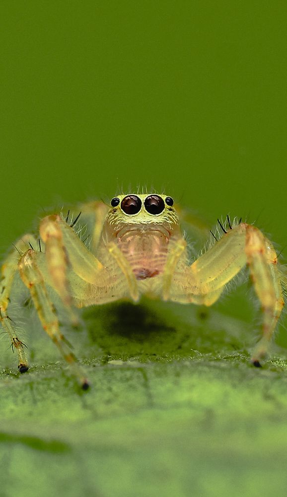 Photograph by Roshan Dhotre