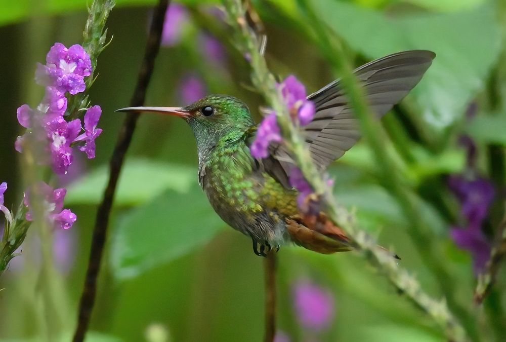 Rufous-tailed hummingbird