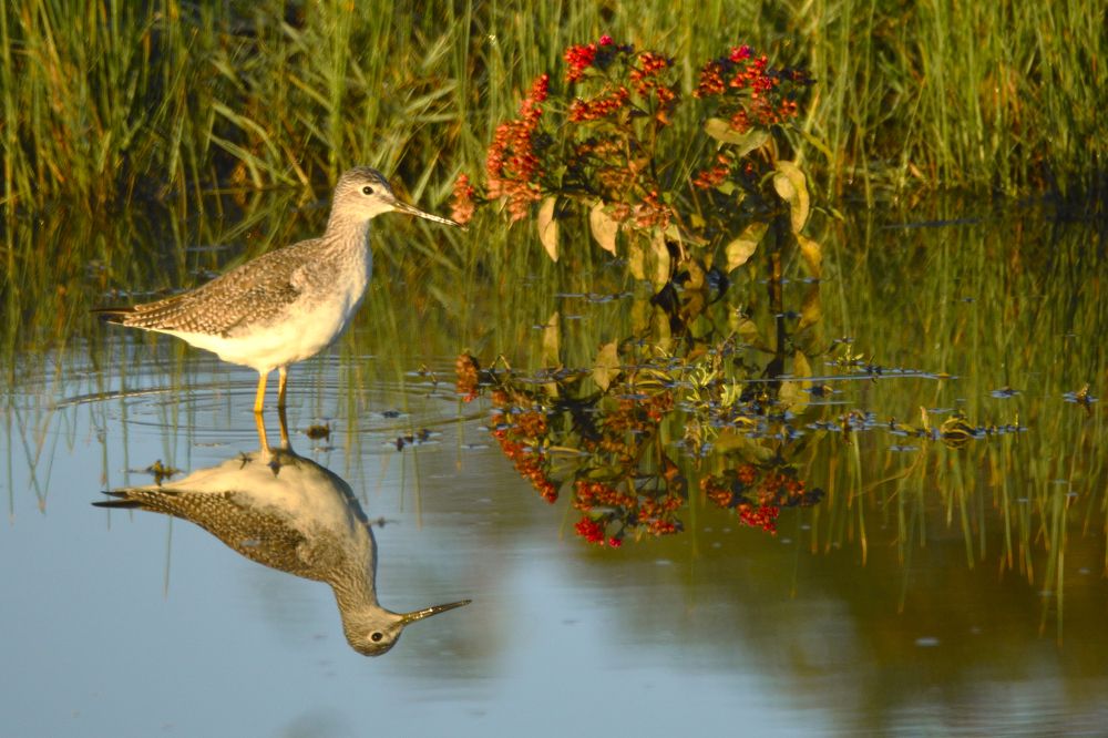 Photograph by Morring David