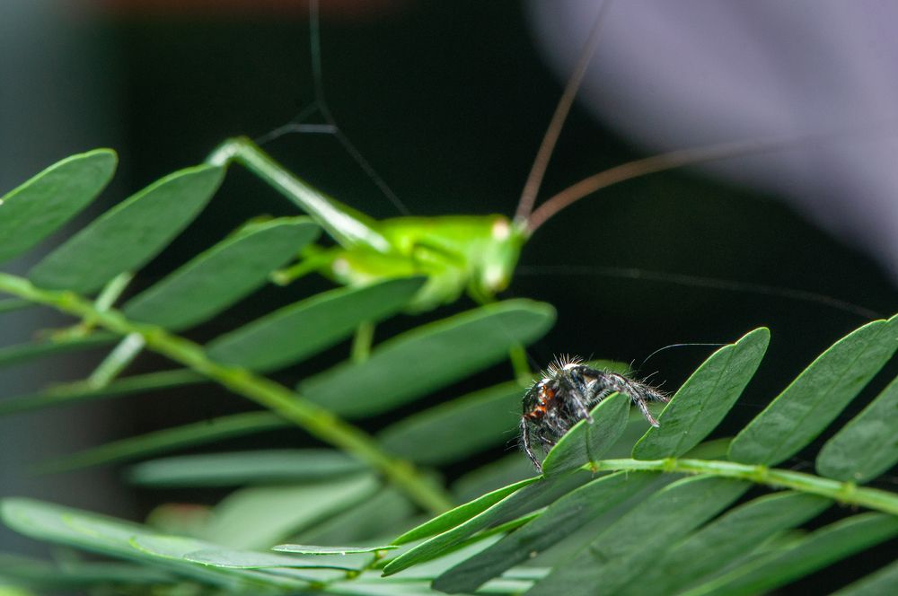Photograph by Chamara Sulakkhana Polwatta Siriyalage