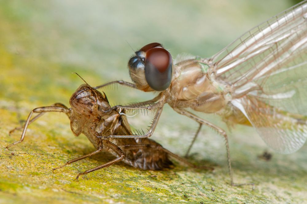 Photograph by Chamara Sulakkhana Polwatta Siriyalage