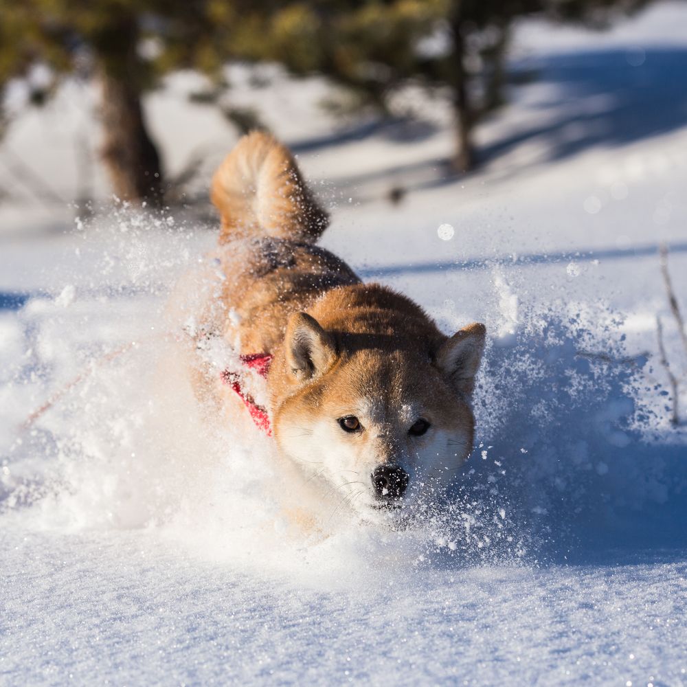 Взрывая снег