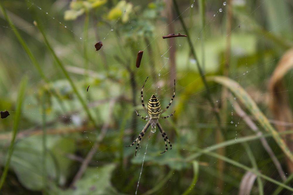 Photograph by Марина Нуриджанян